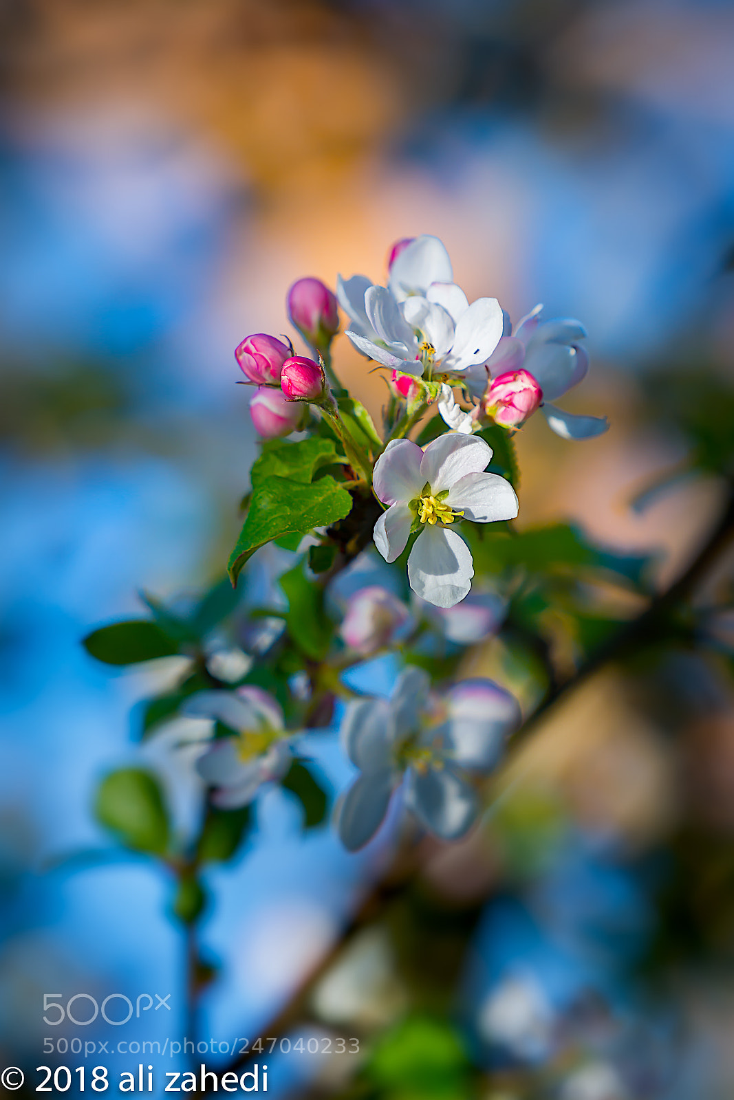 Sony a7R II sample photo. Spring photography