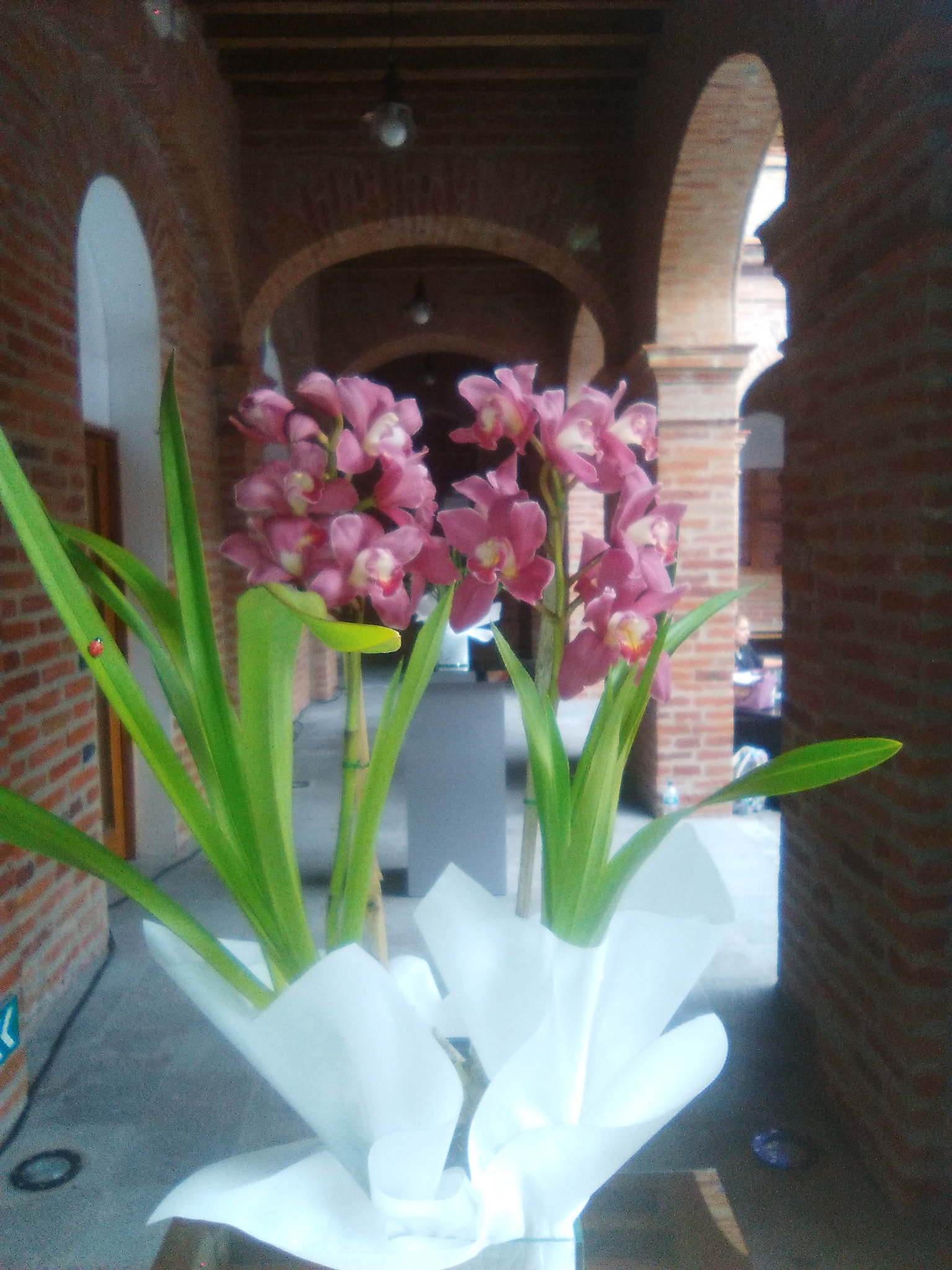 HUAWEI Y635-L03 sample photo. Img_20161013_152106.jpg photography