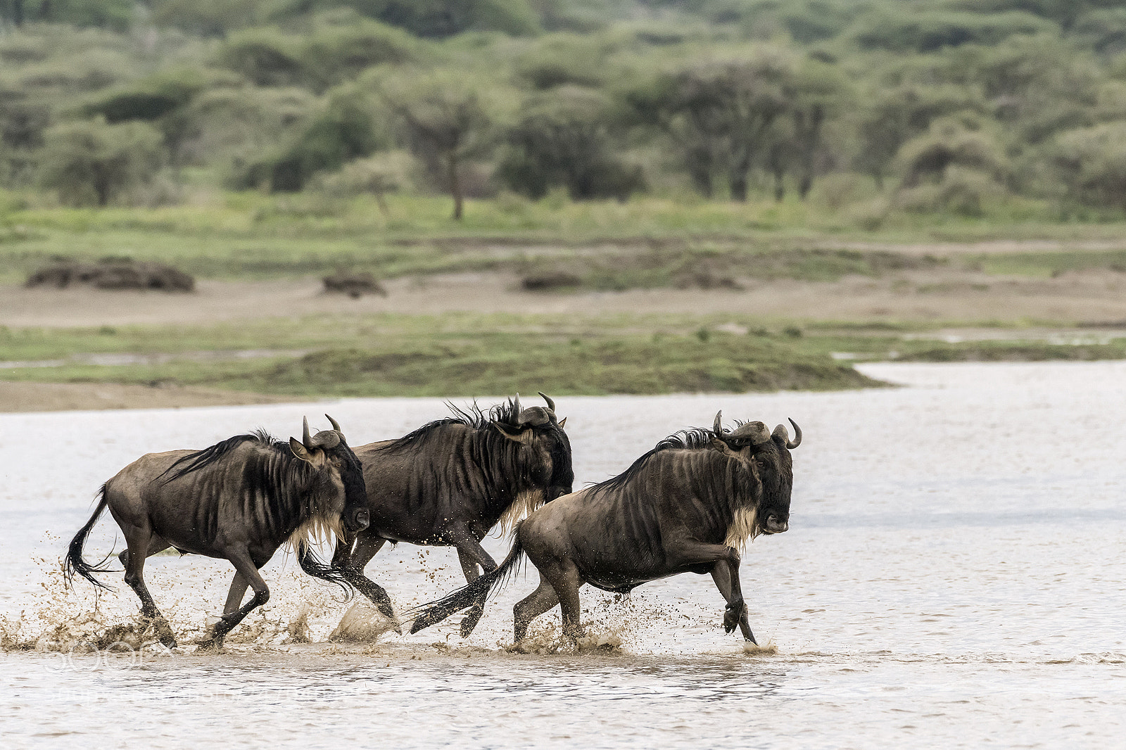 Nikon D810 sample photo. Running gnus photography