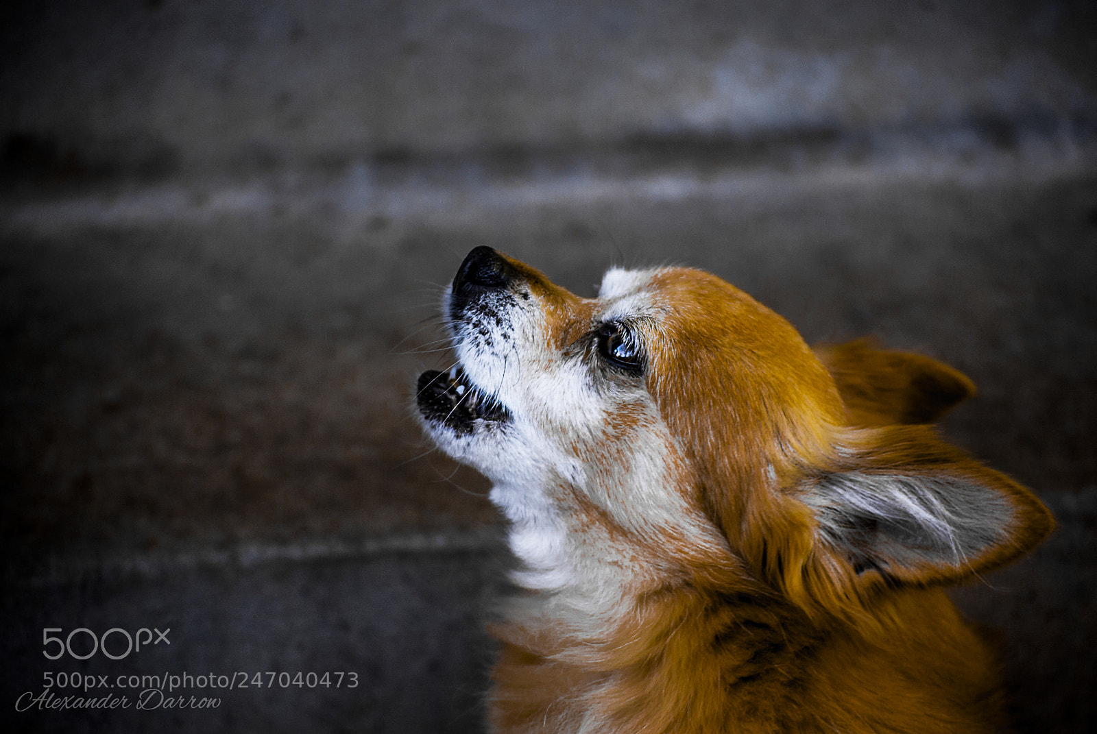 Nikon D60 sample photo. Bandit howling photography