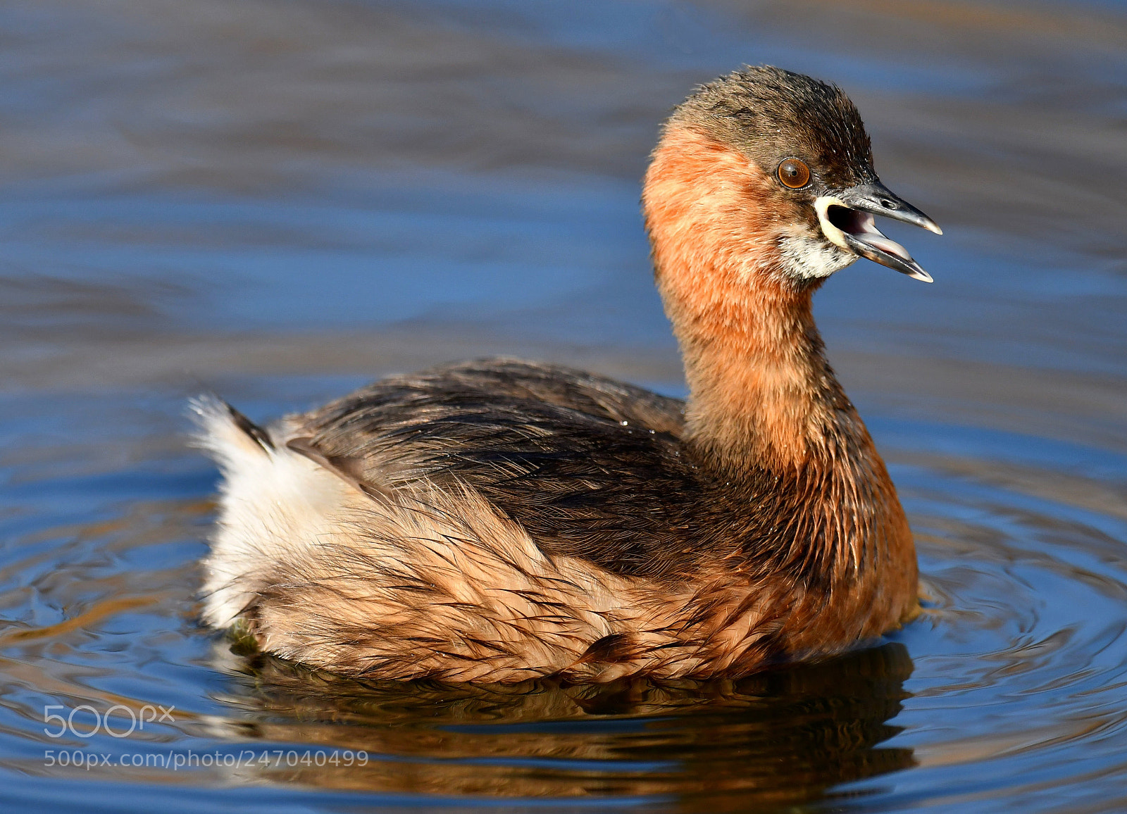 Nikon D500 sample photo. Little grebe photography