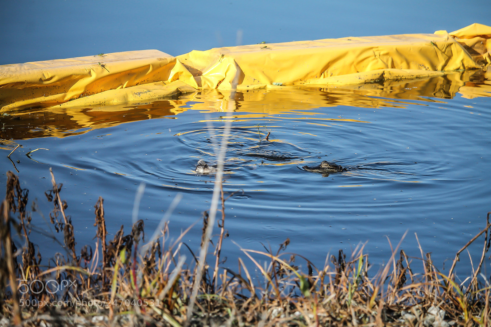 Canon EOS 1100D (EOS Rebel T3 / EOS Kiss X50) sample photo. Possum vs baby gator photography