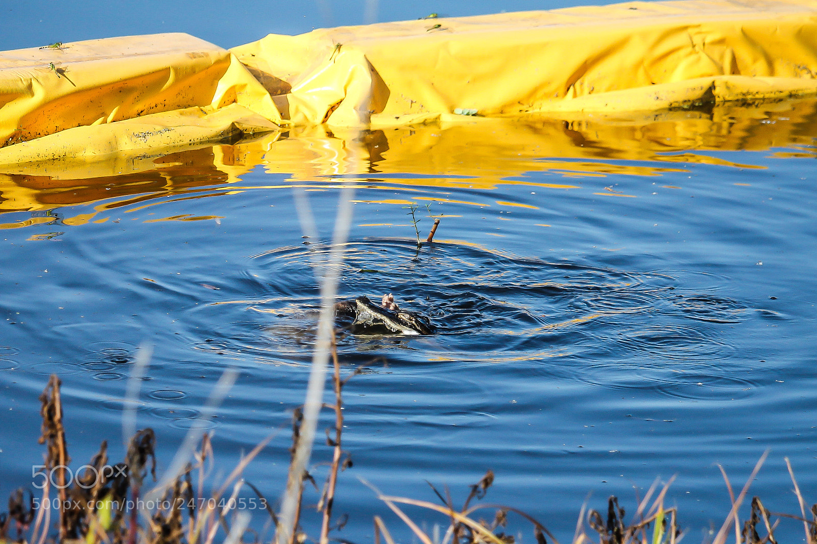 Canon EOS 1100D (EOS Rebel T3 / EOS Kiss X50) sample photo. Possum vs baby gator photography