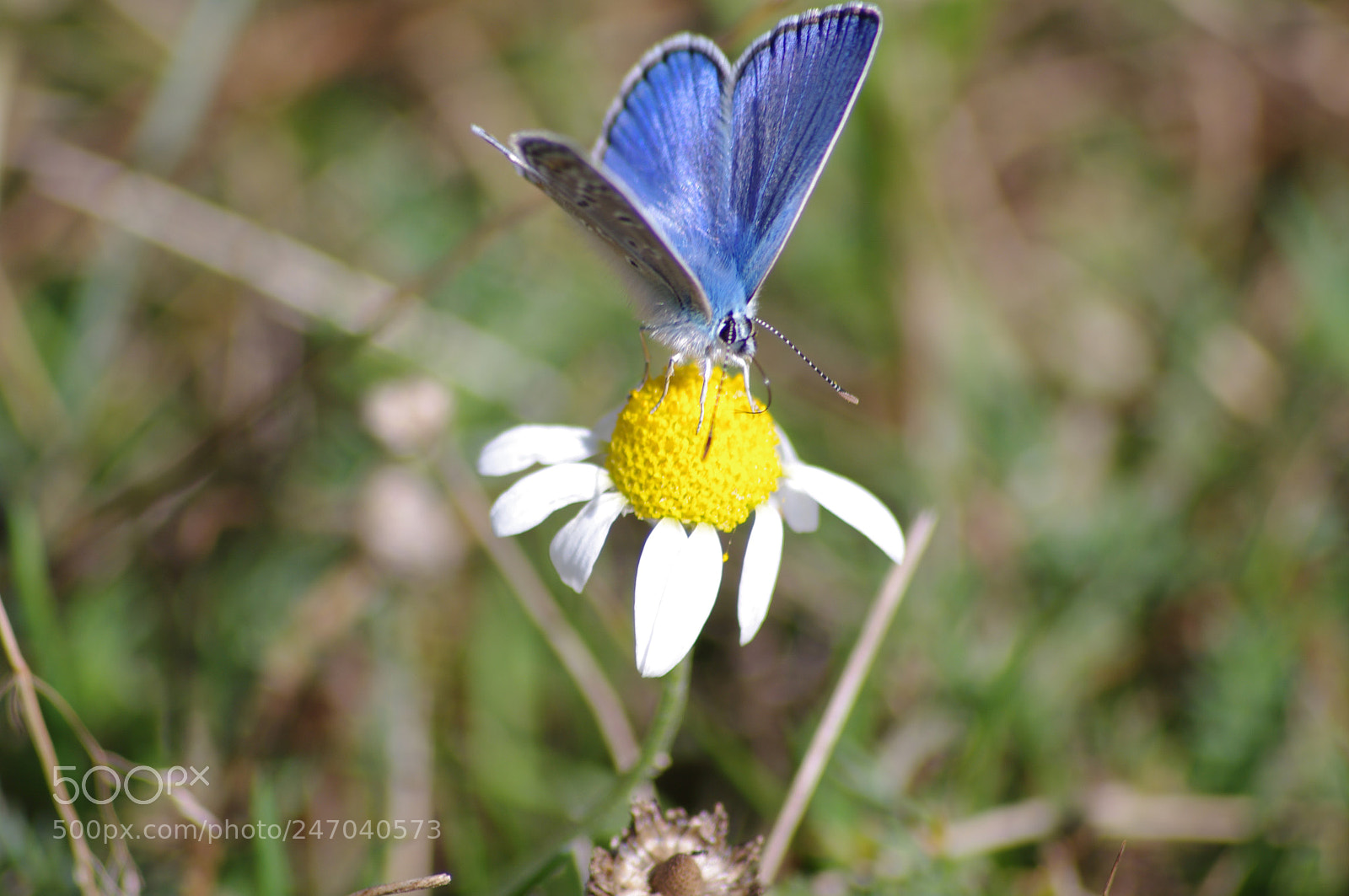 Pentax K-7 sample photo. Butterfly photography