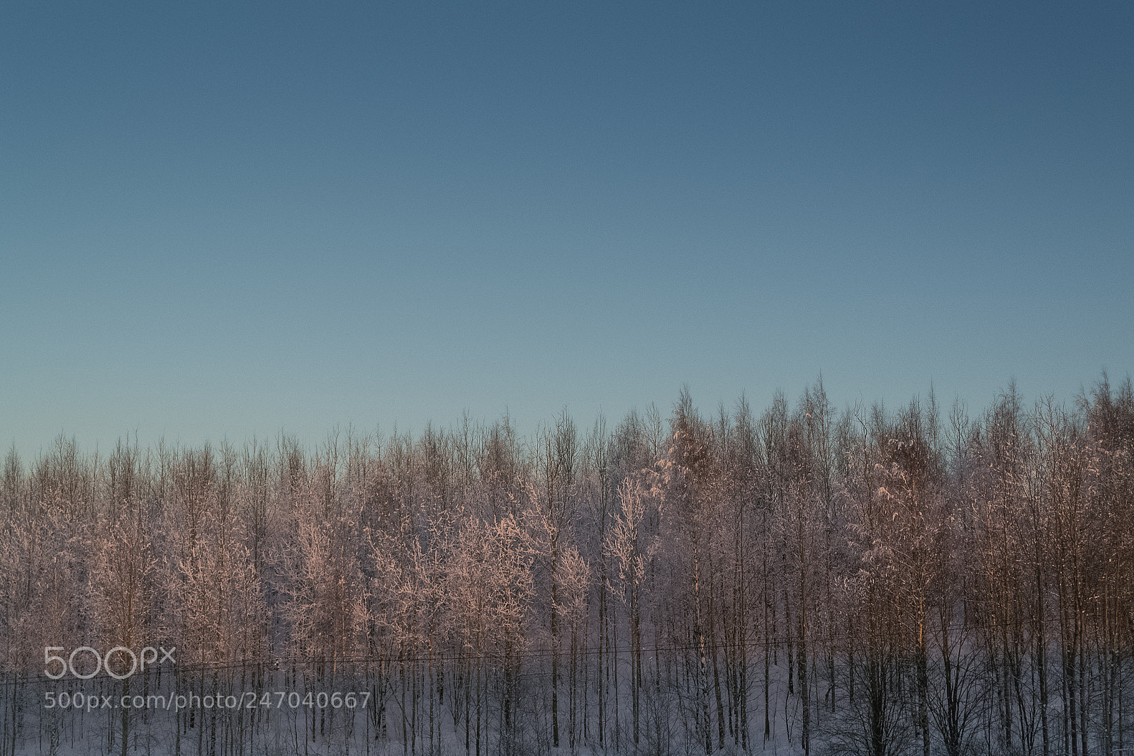 Nikon D3100 sample photo. ...winter iv. photography