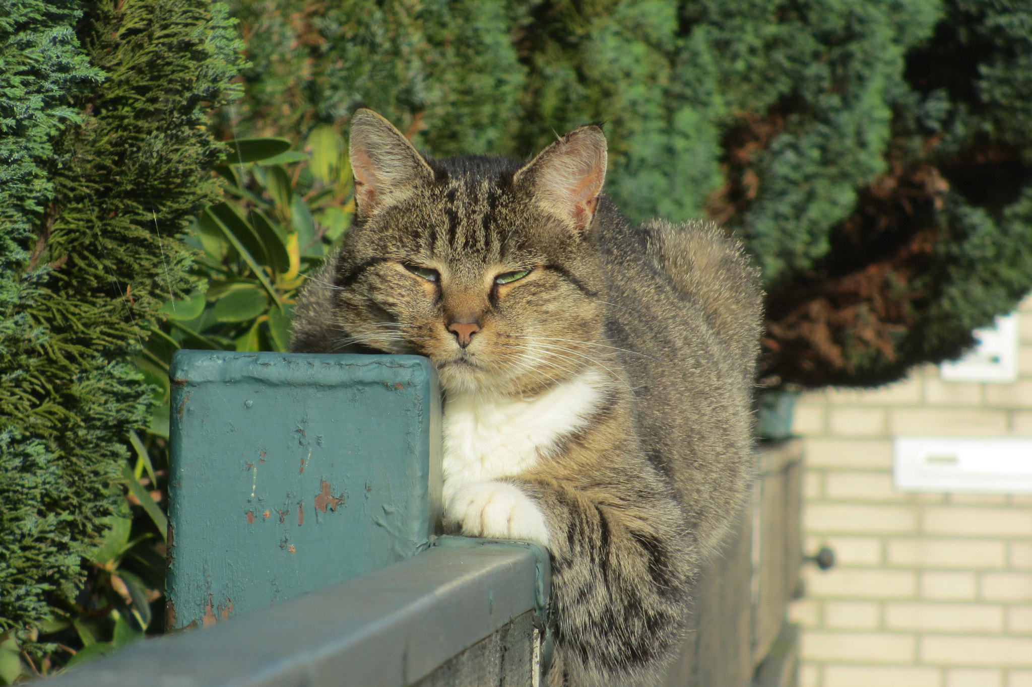 Canon PowerShot ELPH 310 HS (IXUS 230 HS / IXY 600F) sample photo. Faule katze photography