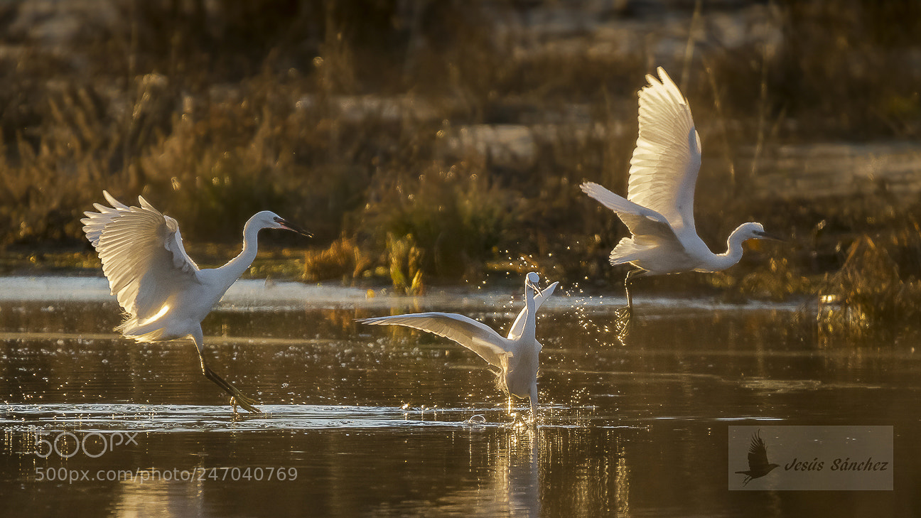 Canon EOS 7D Mark II sample photo. Garceta com n egretta photography