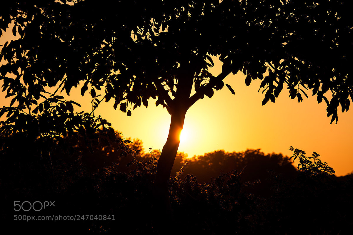 Canon EOS 5D sample photo. Behind the tree photography