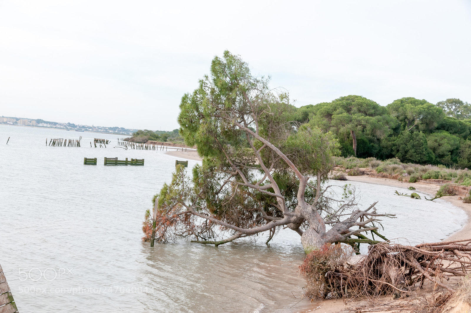 Nikon D300S sample photo. Doñana photography