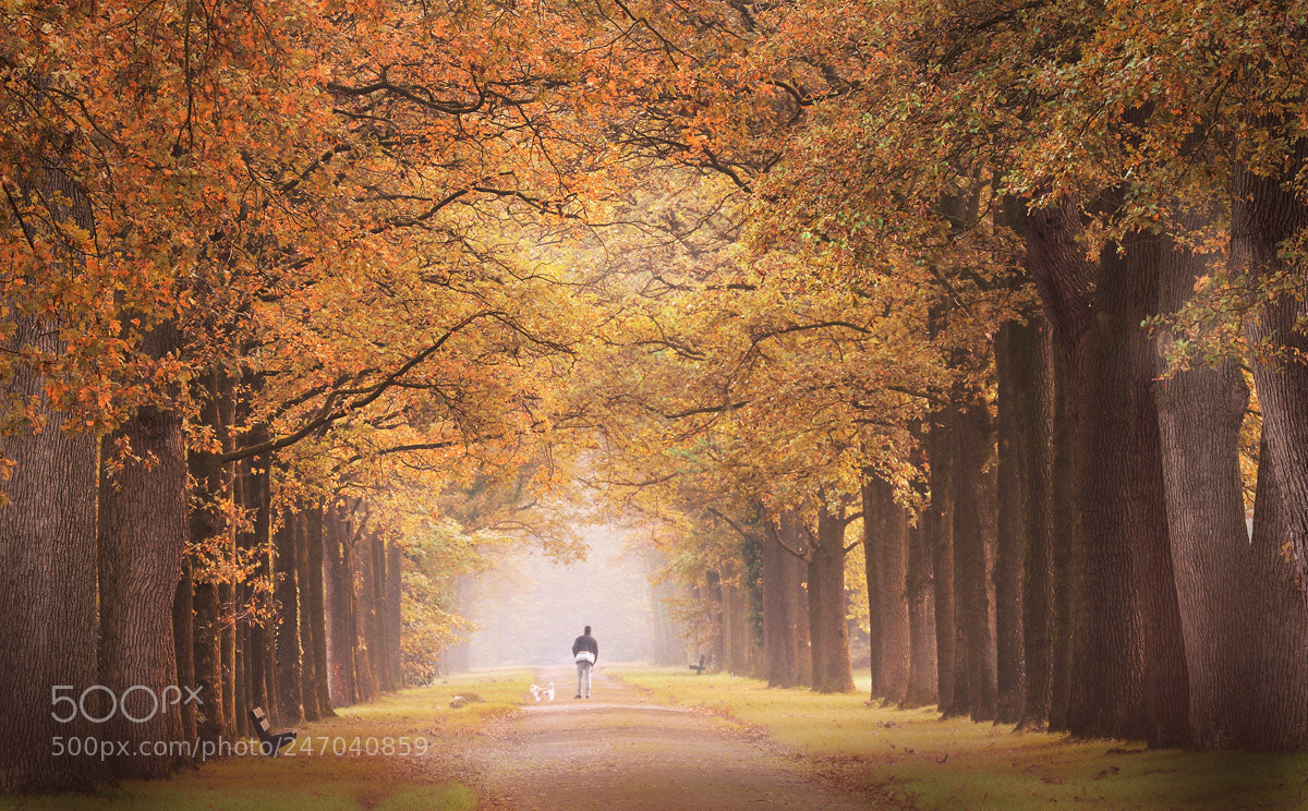 Canon EOS 7D sample photo. Autumn walk photography