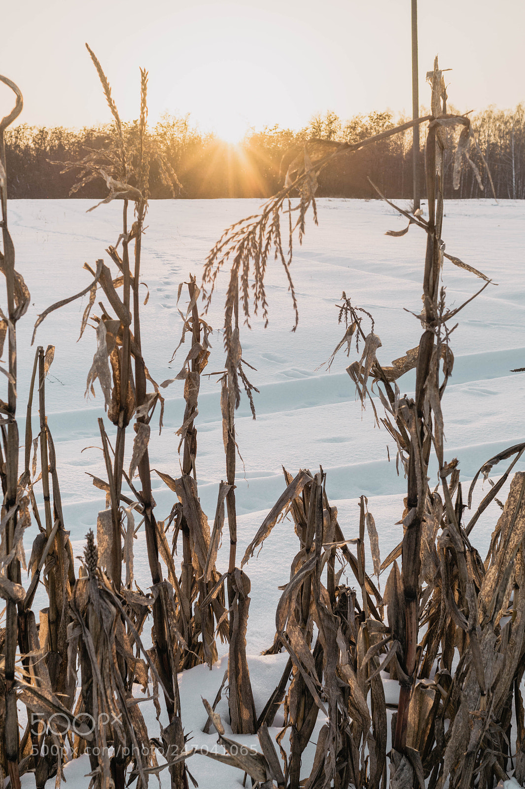 Sony SLT-A58 sample photo. Field corn photography
