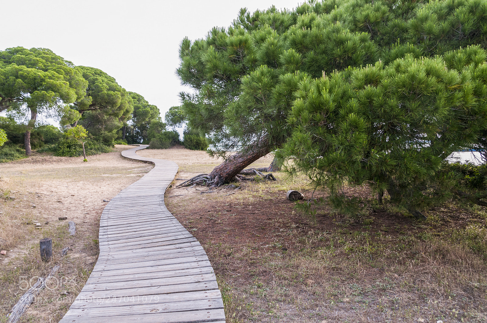 Nikon D300S sample photo. Doñana photography