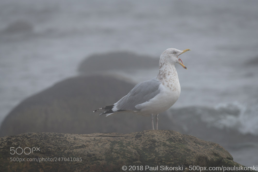 Nikon D850 sample photo. Foghorn photography