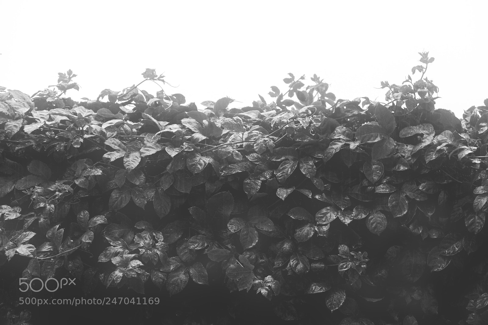 Fujifilm X-T2 sample photo. Leaf monochrome photography