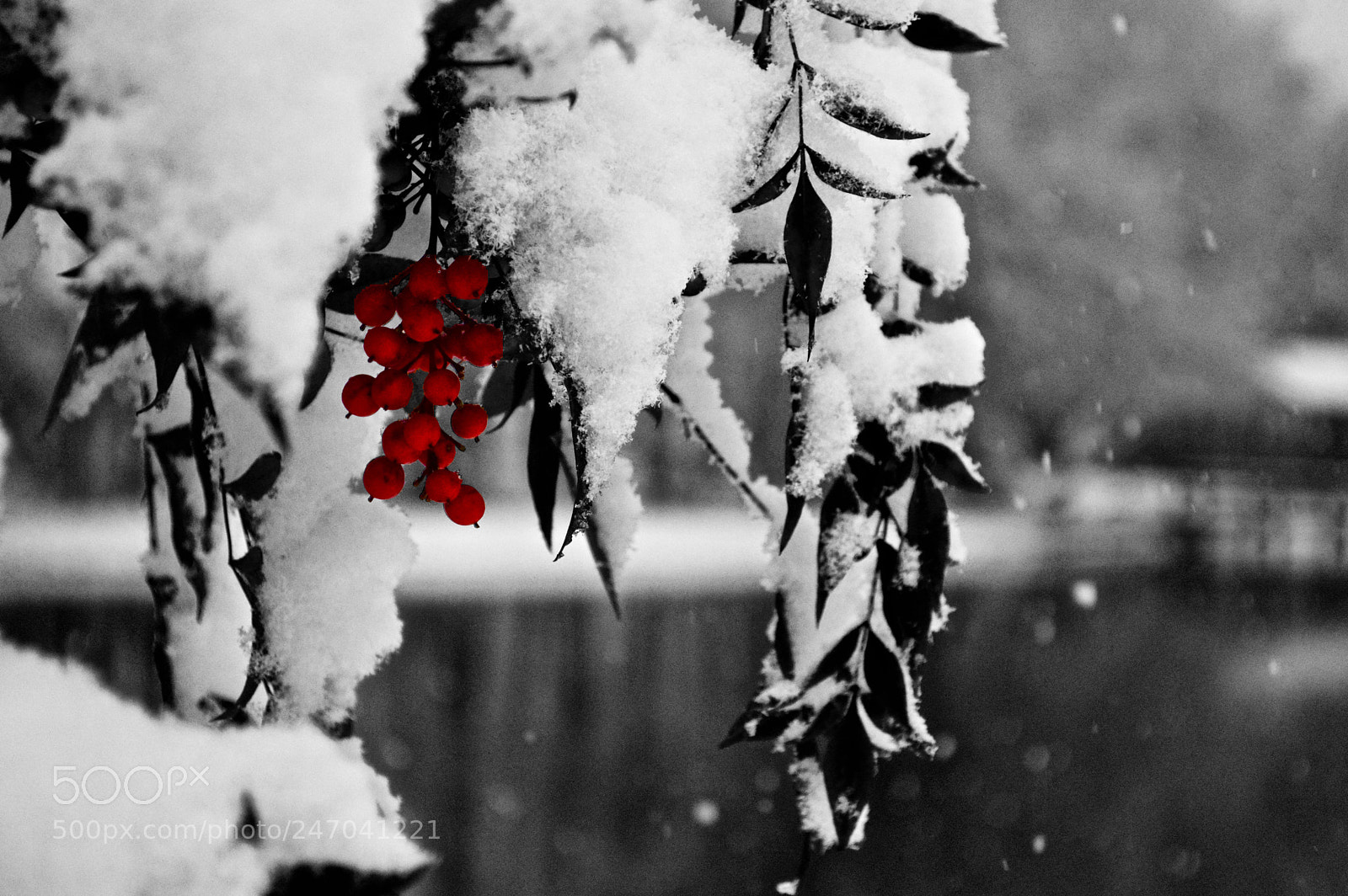 Nikon D3200 sample photo. Snow x photography