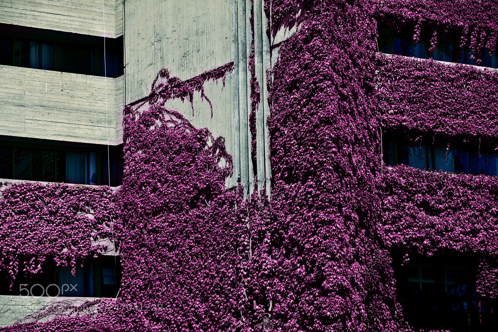 Canon EOS 7D sample photo. Violent purple photography