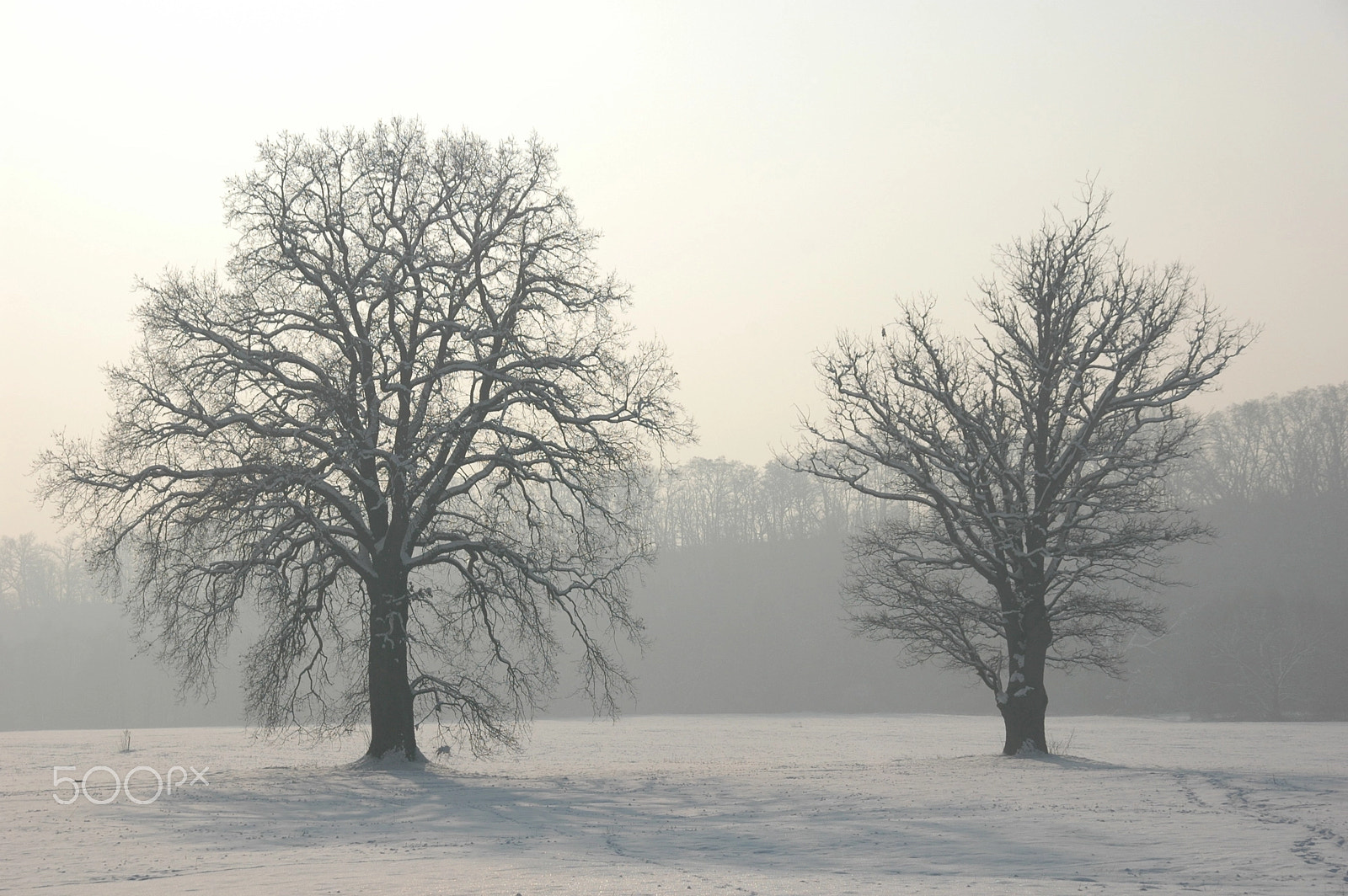 Sigma 18-200mm F3.5-6.3 DC sample photo. Trees photography