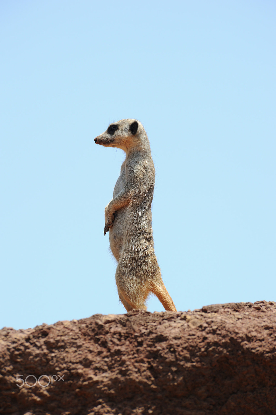 Nikon D700 sample photo. Ground squirrel photography