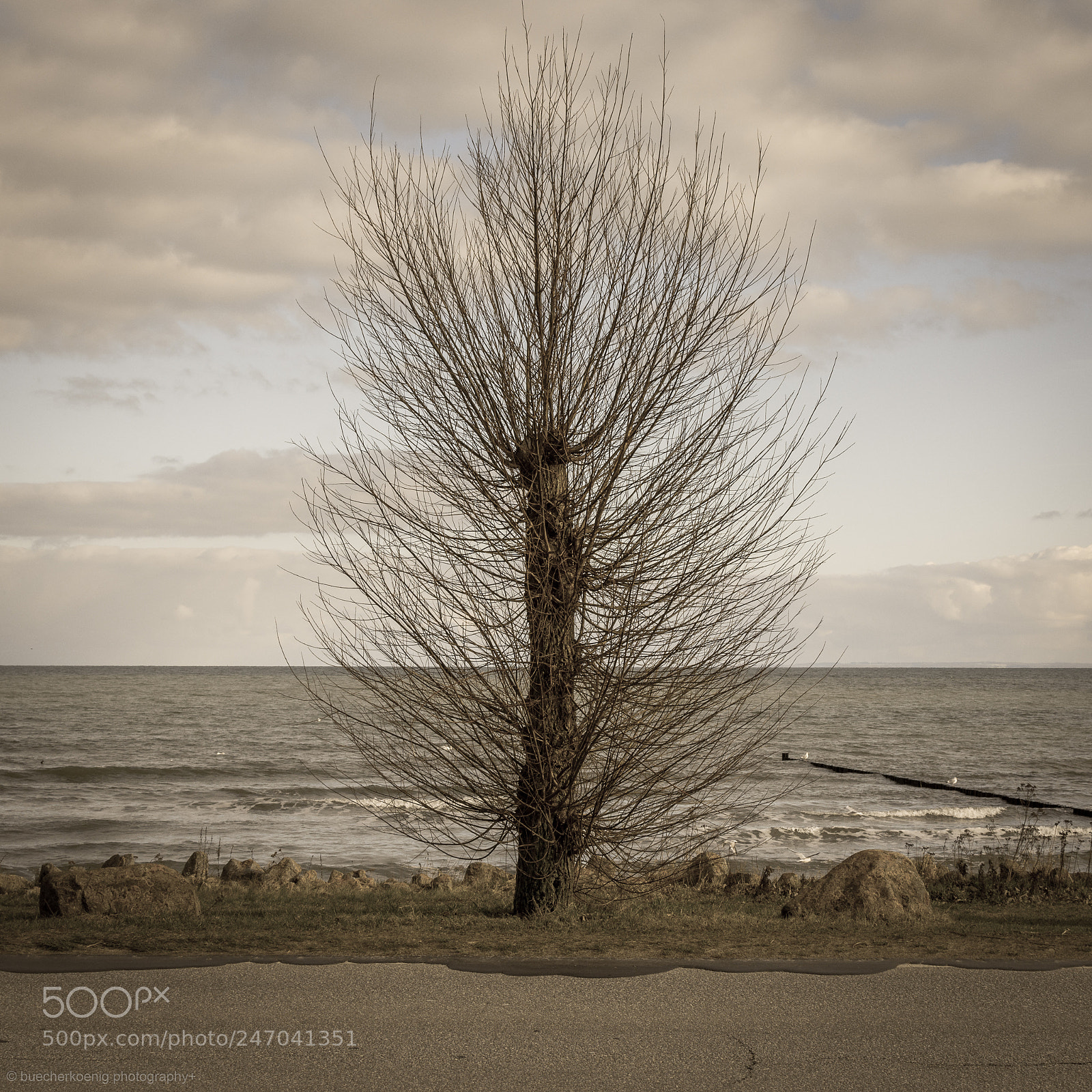 Nikon D7200 sample photo. The tree photography