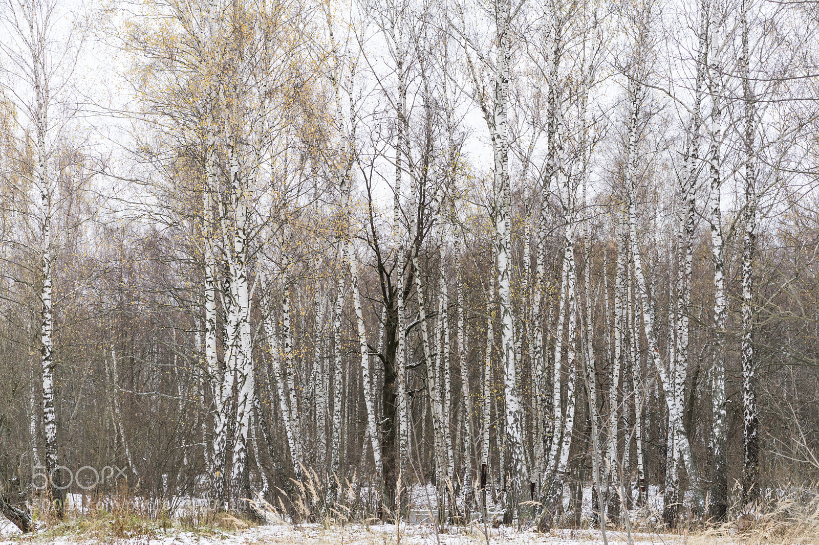 Sony a7 II sample photo. Early winter forest scene photography