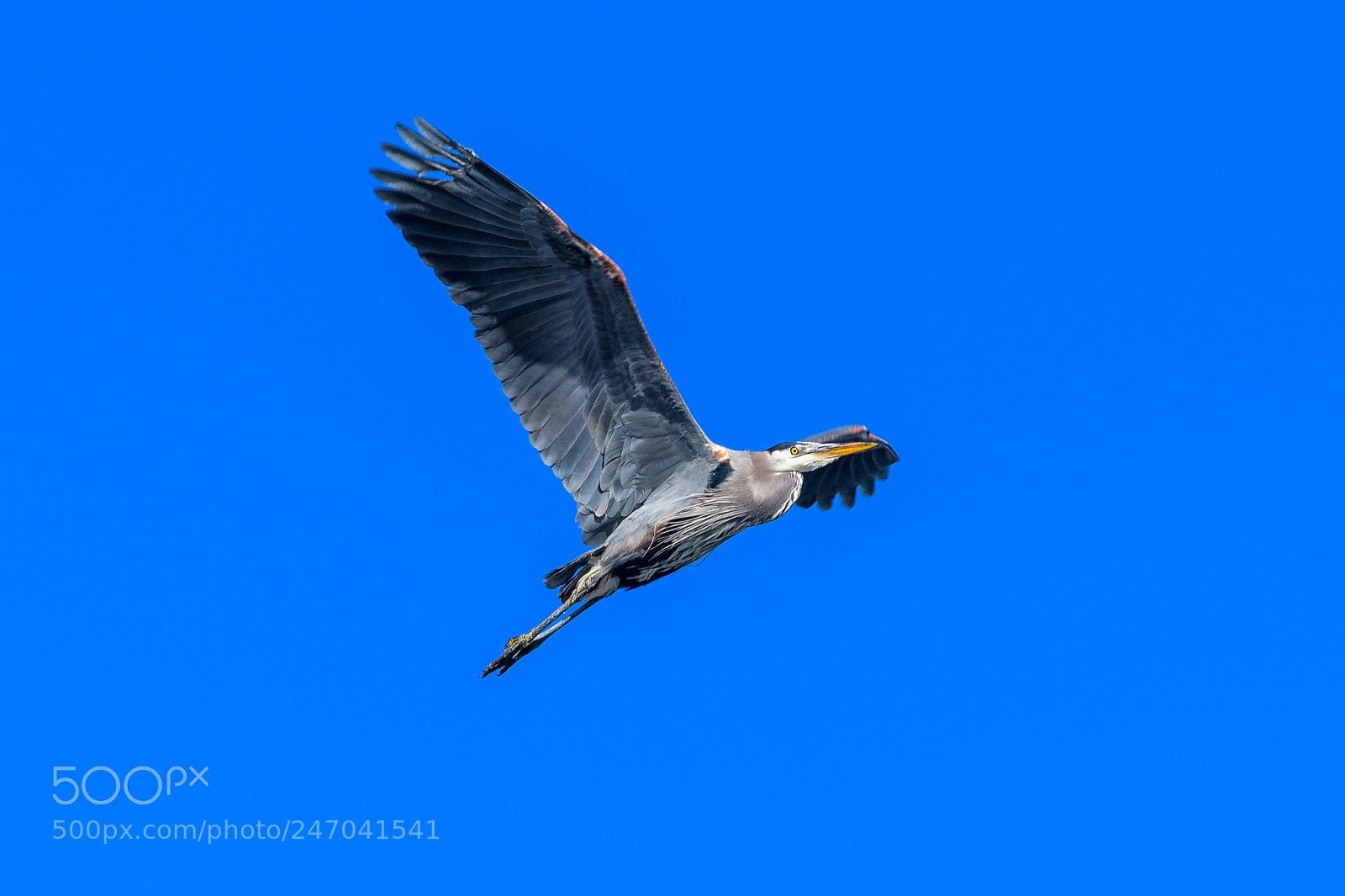 Nikon D850 sample photo. Heron in flight photography