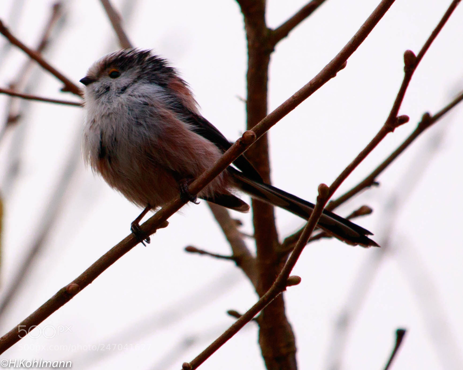 Canon EOS 80D sample photo. Tailed tit photography