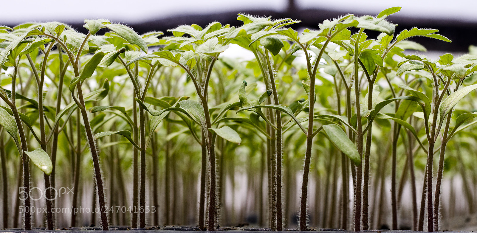 Canon EOS 7D sample photo. Tomato seedlings photography