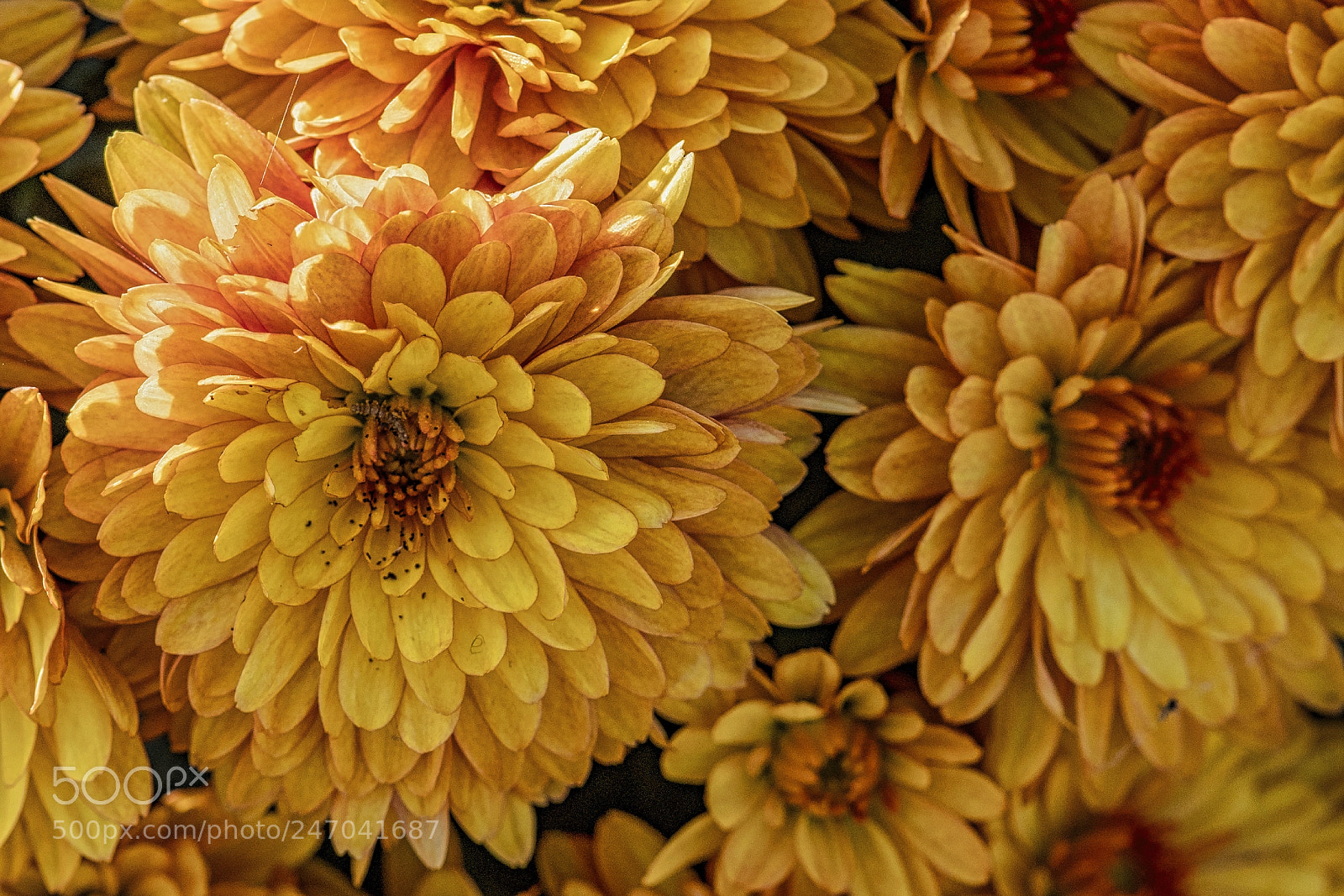 Sony a9 sample photo. Frame full of yellow photography