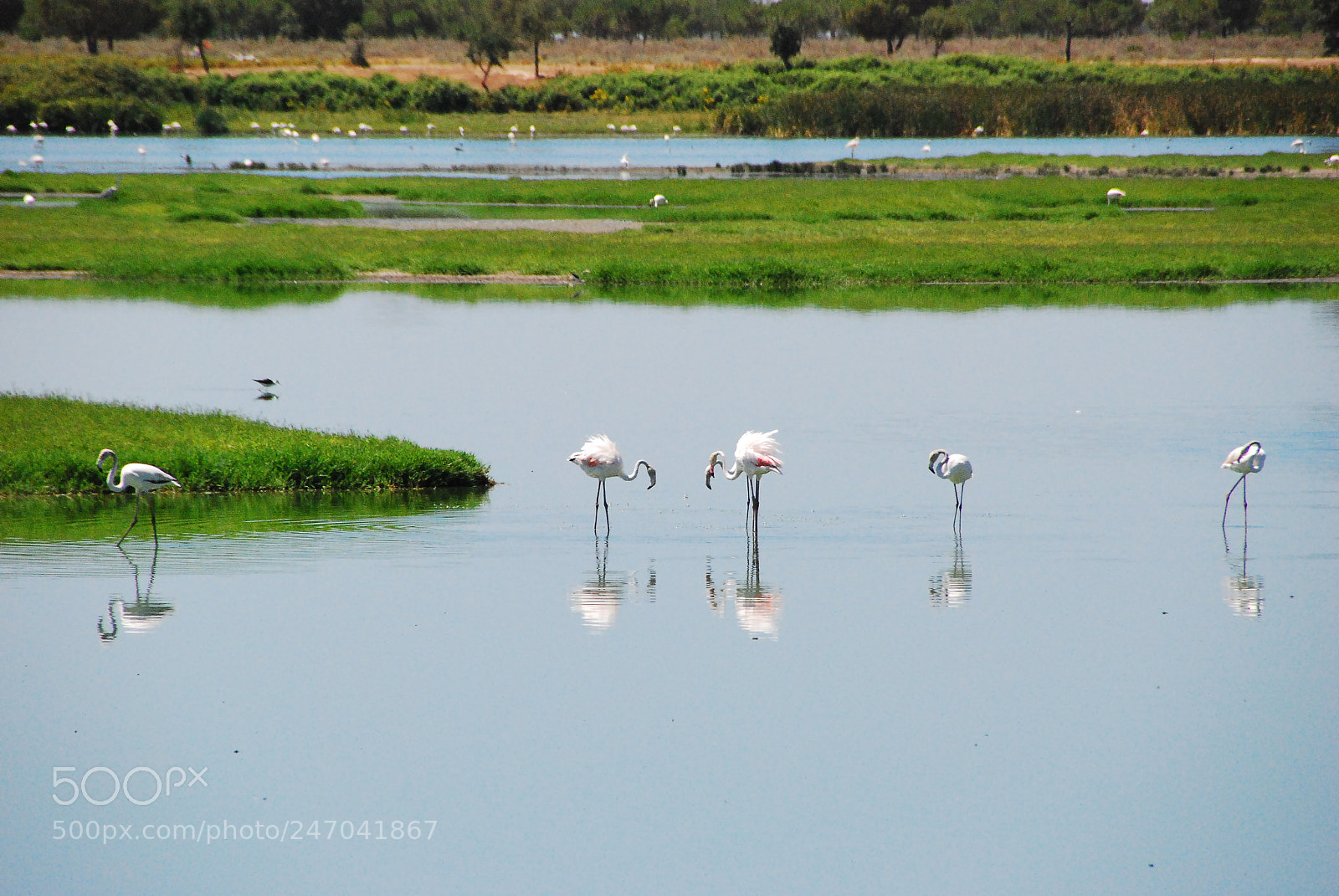 Nikon D80 sample photo. Aldea del rocio photography