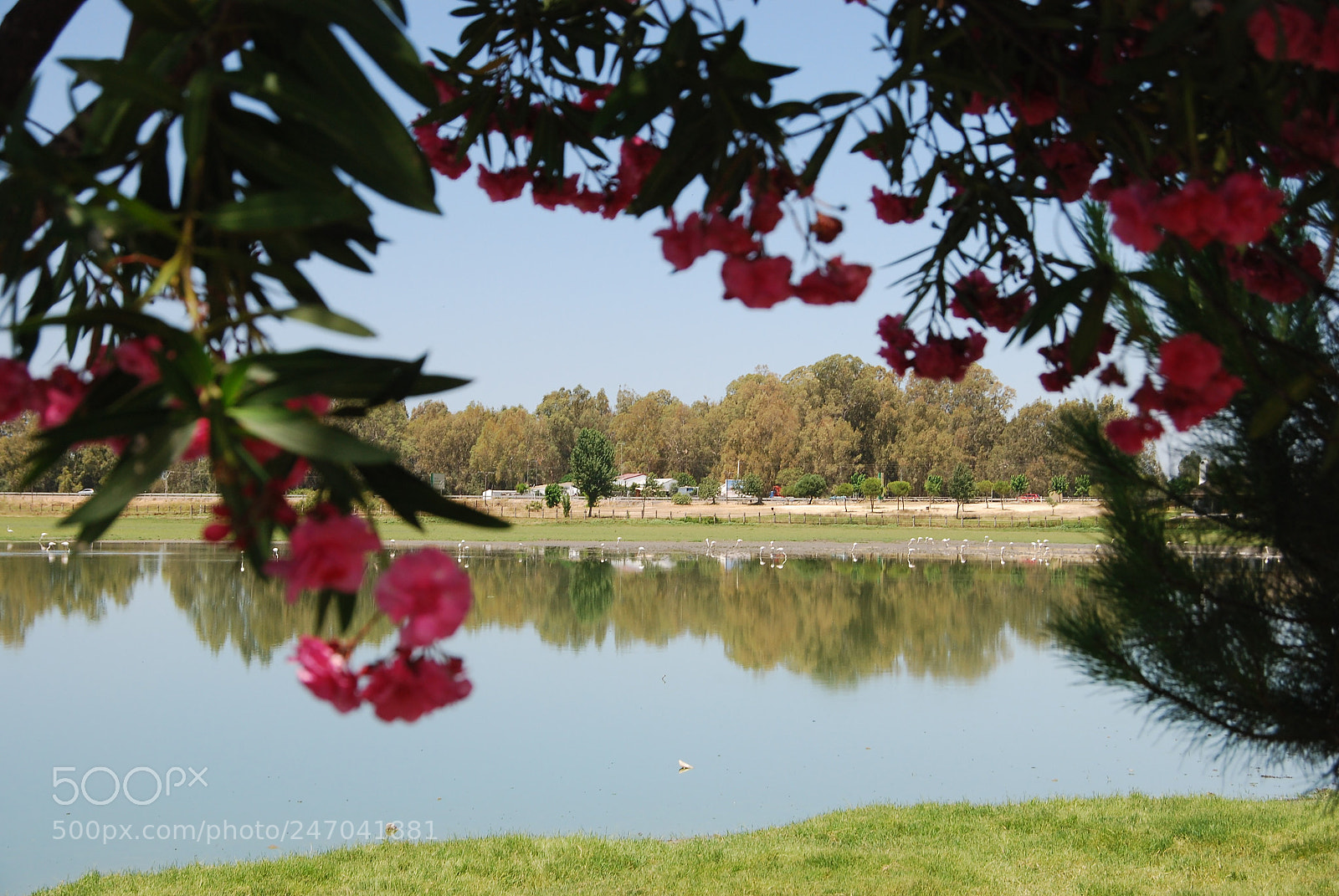 Nikon D80 sample photo. Aldea del rocio photography
