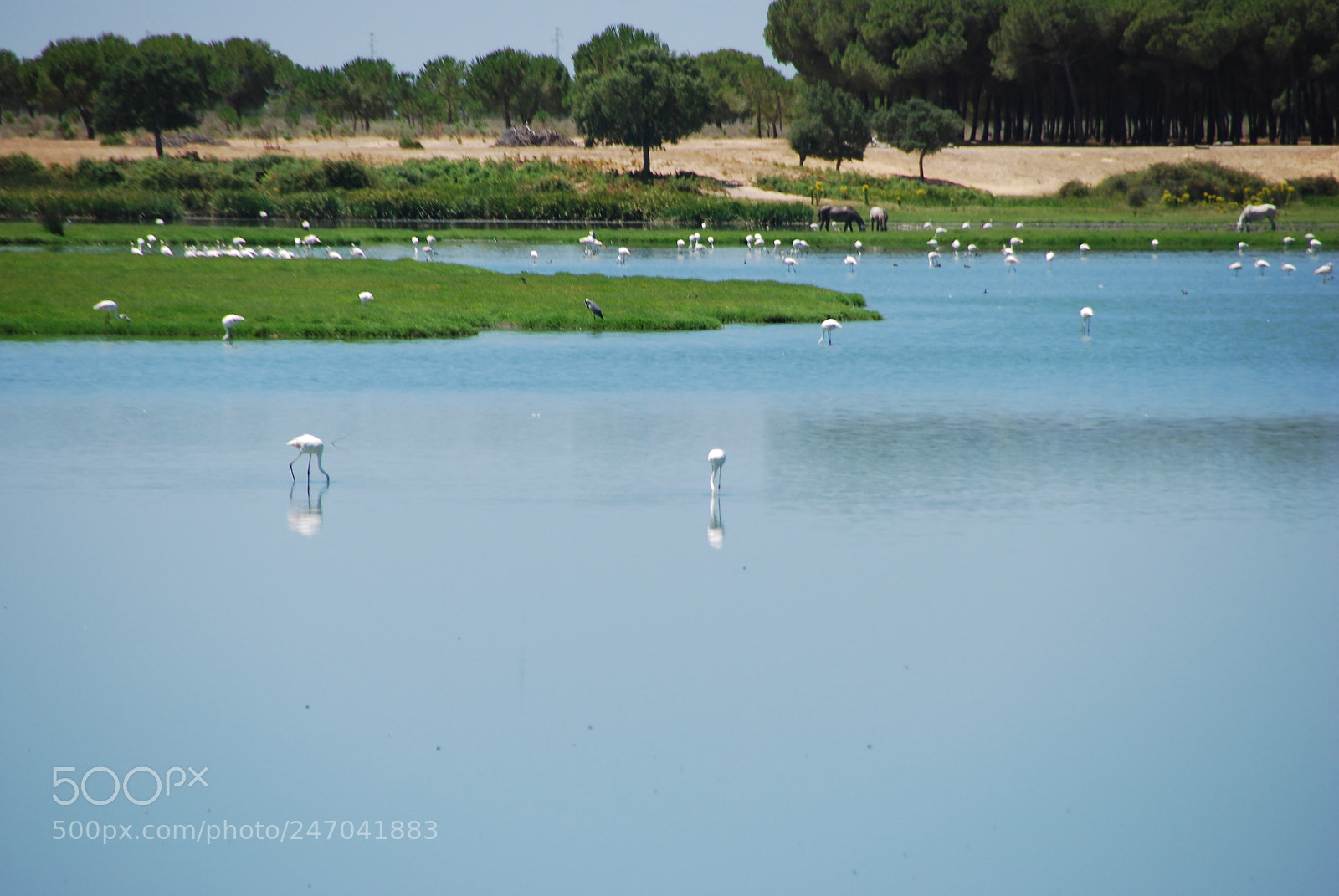 Nikon D80 sample photo. Aldea del rocio photography