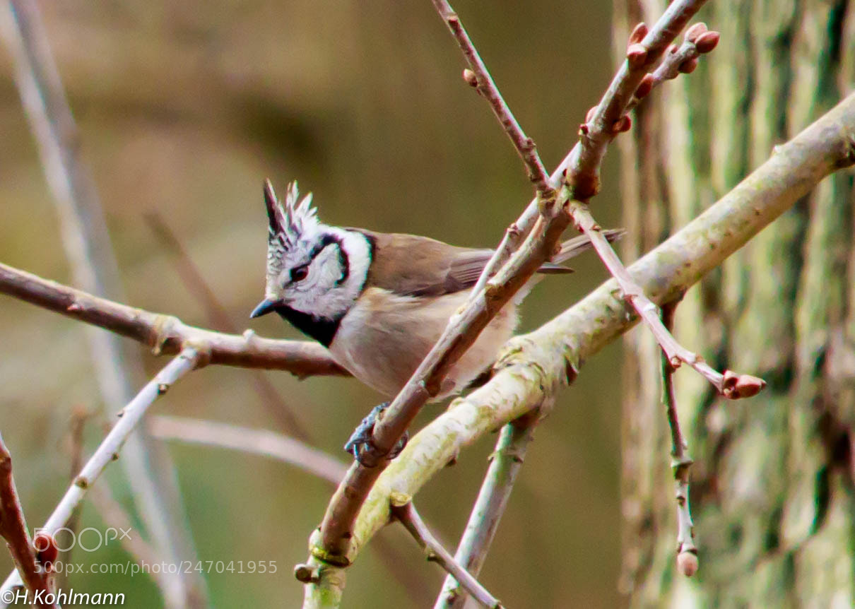 Canon EOS 80D sample photo. Crested tit photography