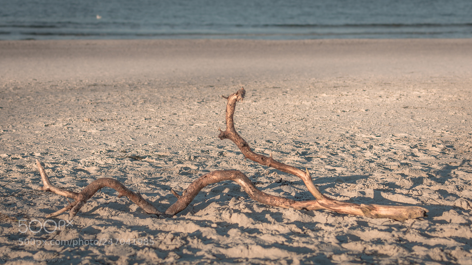Nikon D7200 sample photo. Sea snake photography
