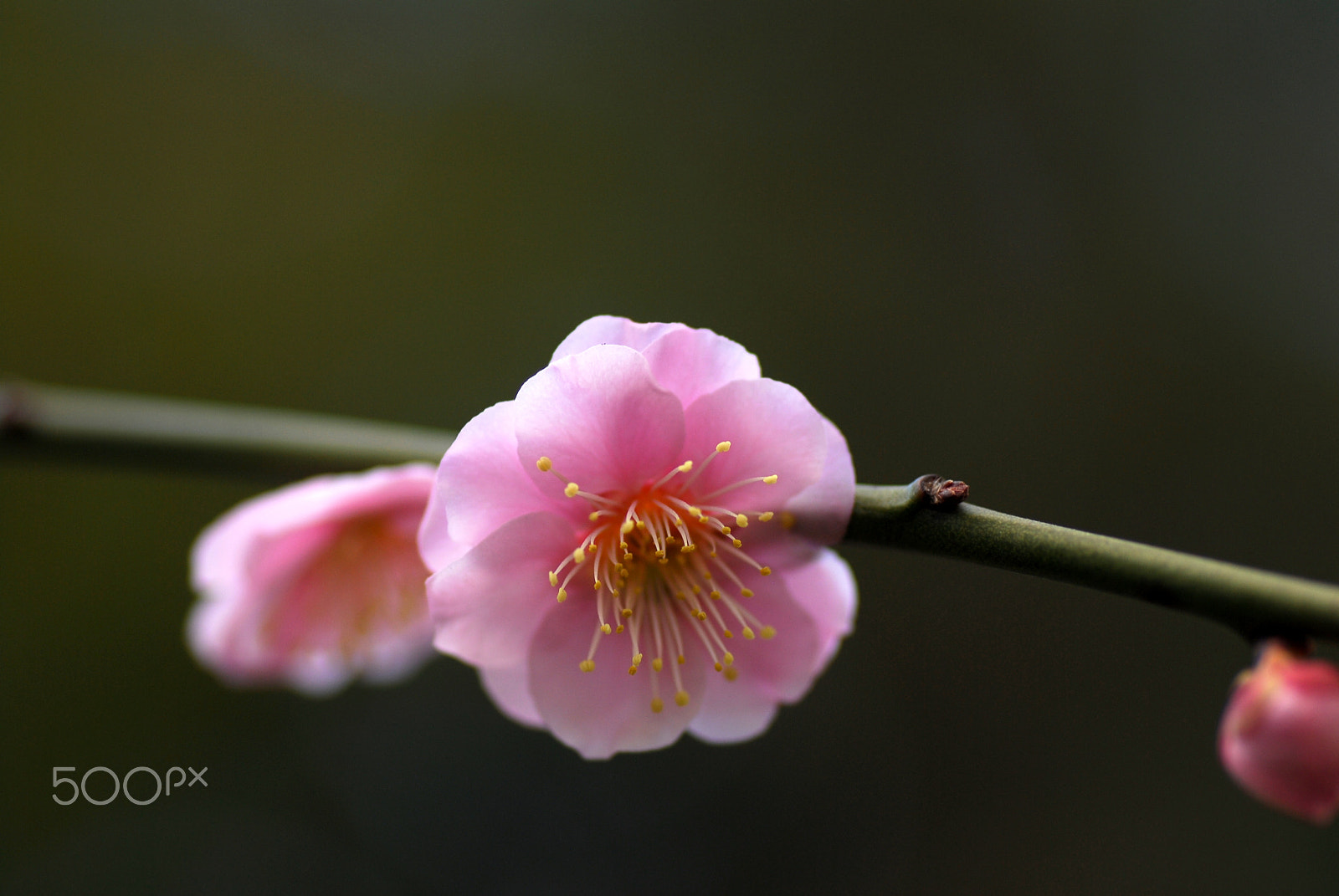 Nikon D200 sample photo. Sun is hit well photography
