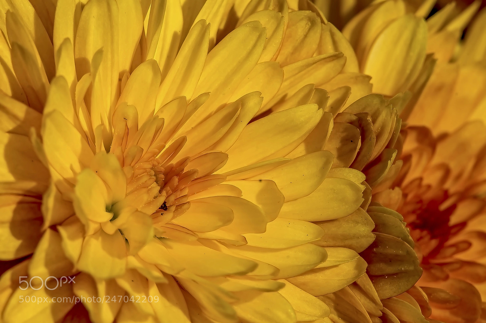 Sony a9 sample photo. Gold and lovely photography