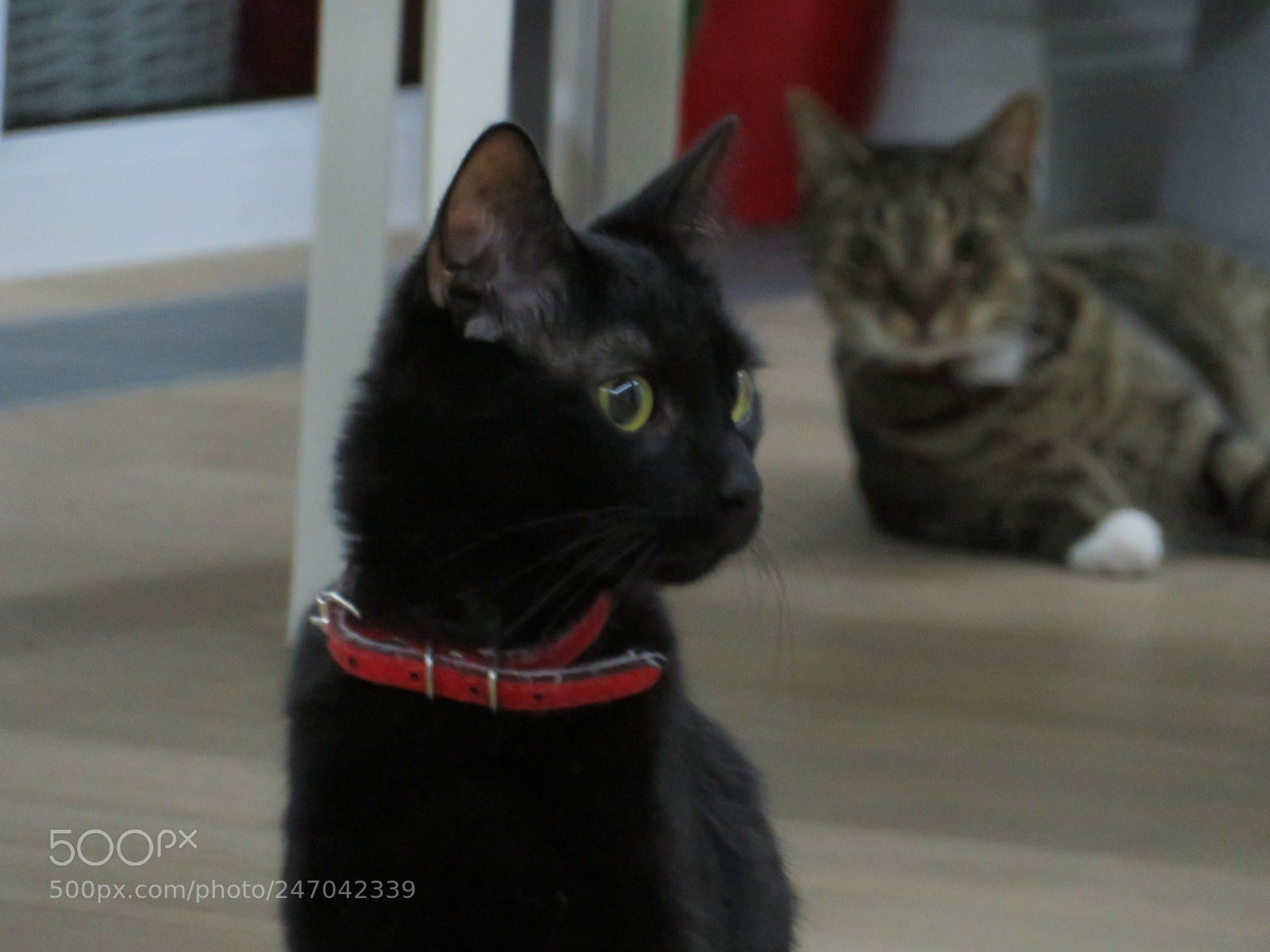 Canon PowerShot SX720 HS sample photo. Terry (tygrys controlling) photography