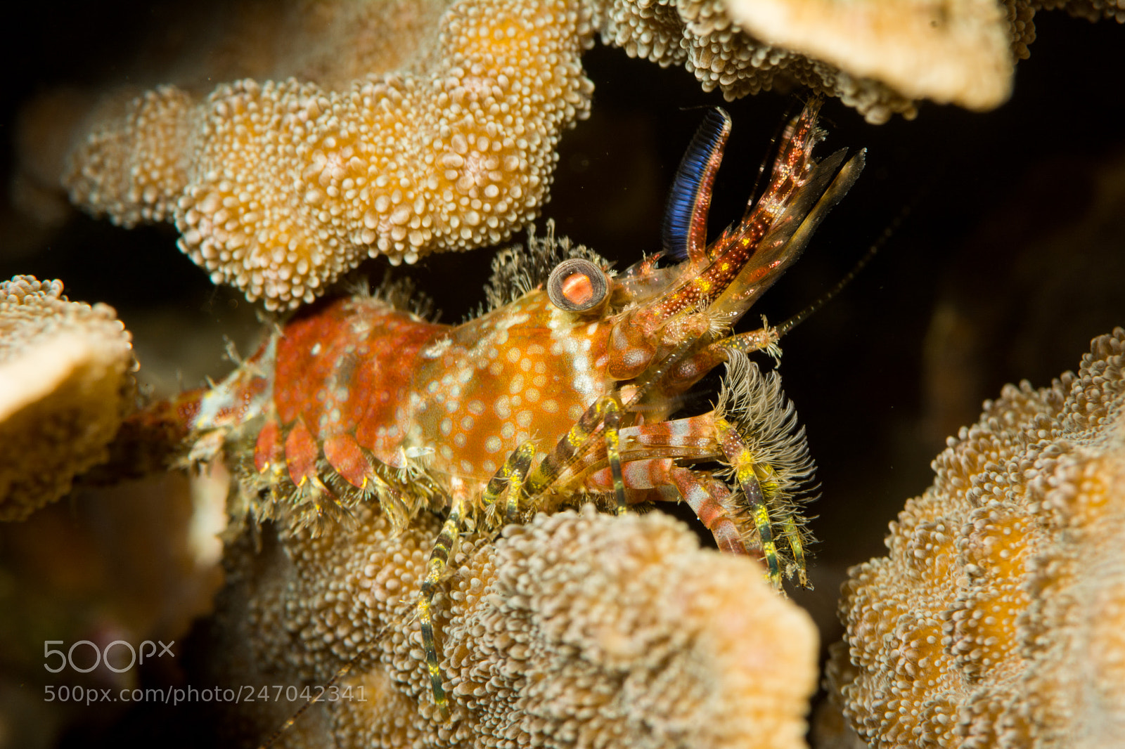Nikon D7100 sample photo. Marbled shrimp photography