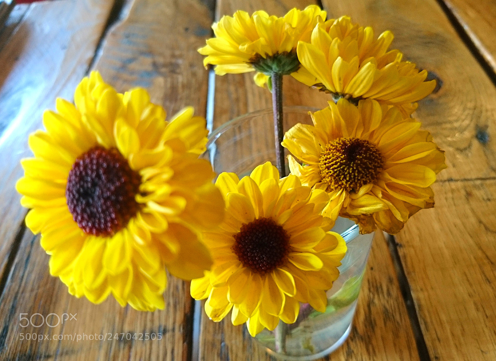 Sony Xperia X sample photo. Beautiful flowers 2 photography
