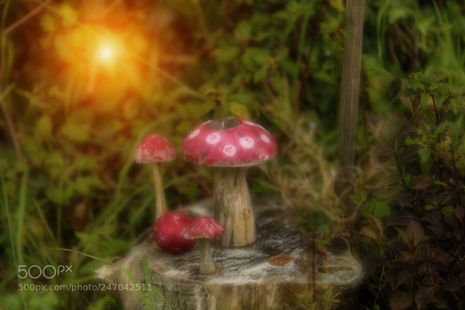 Nikon D810 sample photo. Magical wooden mushrooms photography