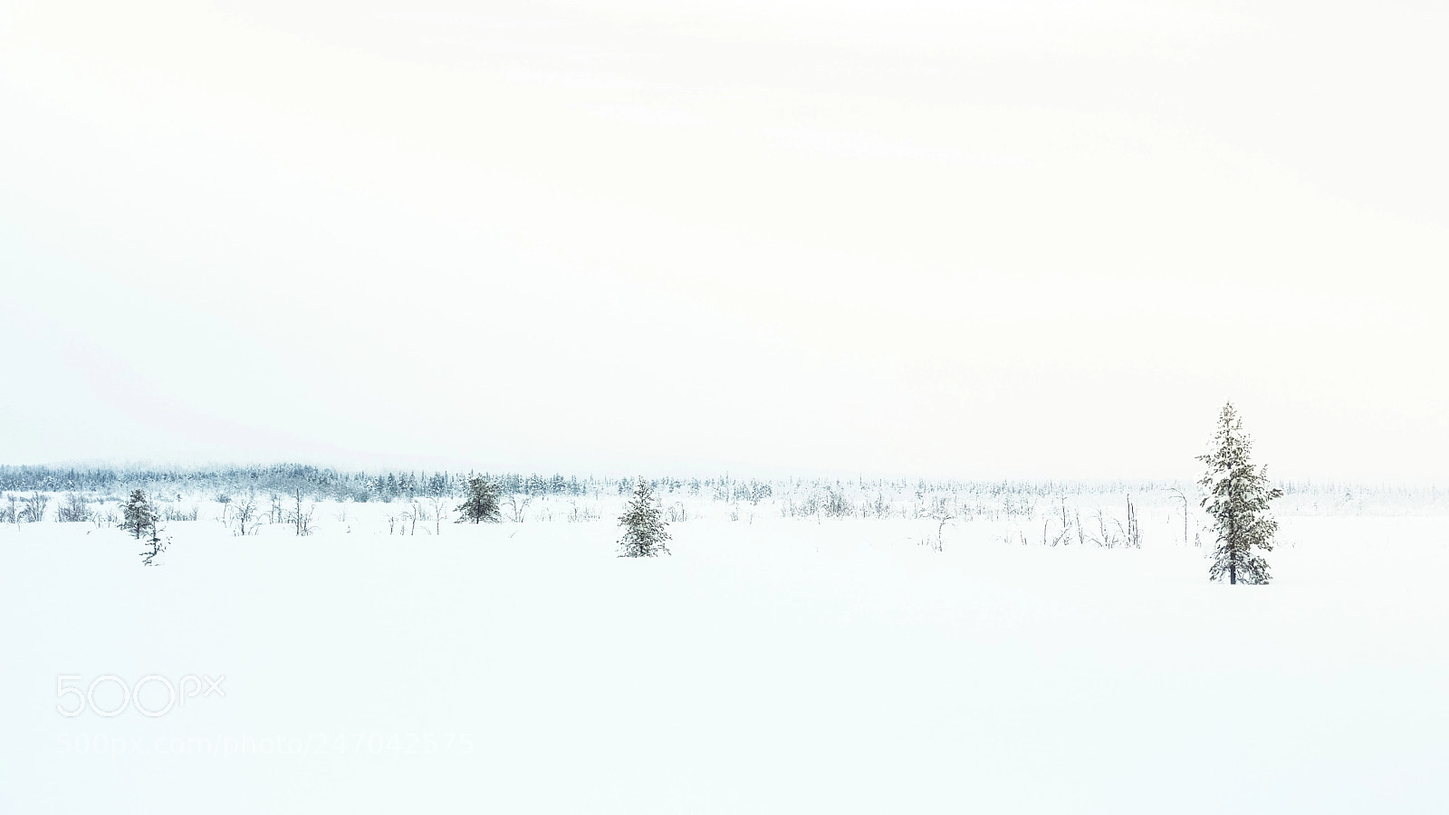 Nikon D500 sample photo. White silence photography