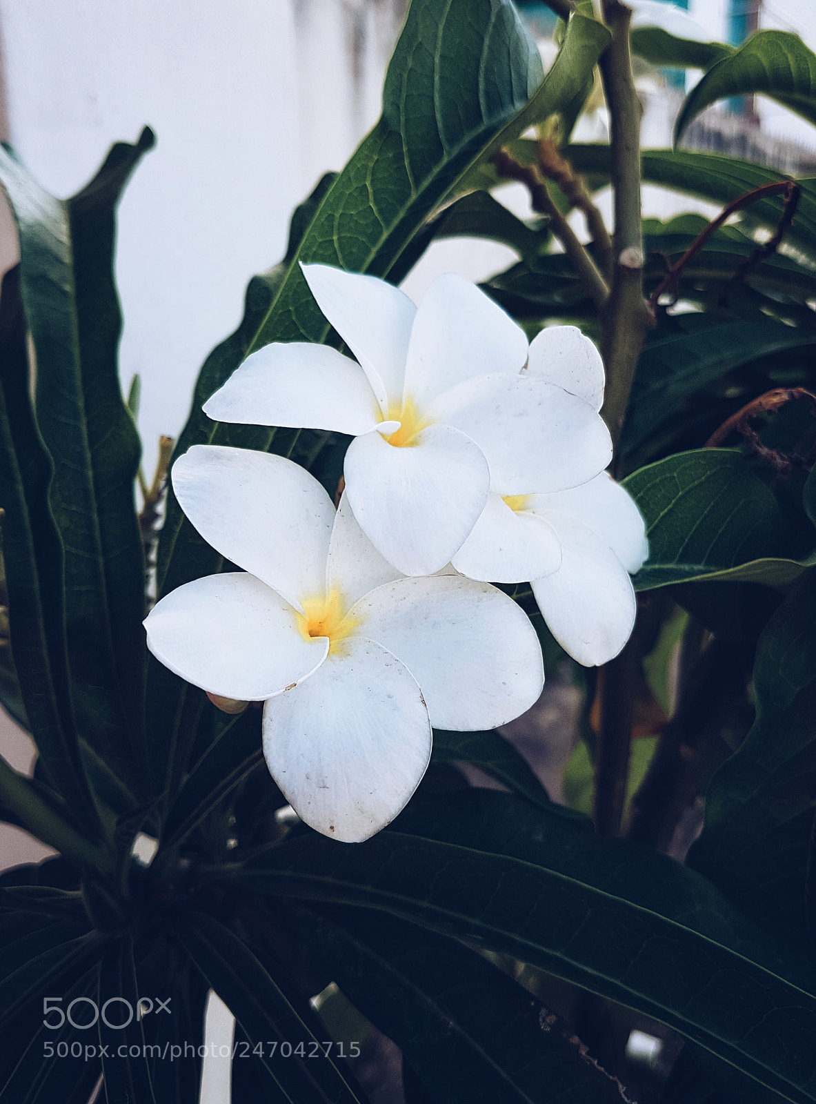 Samsung Galaxy S7 sample photo. Três flores photography