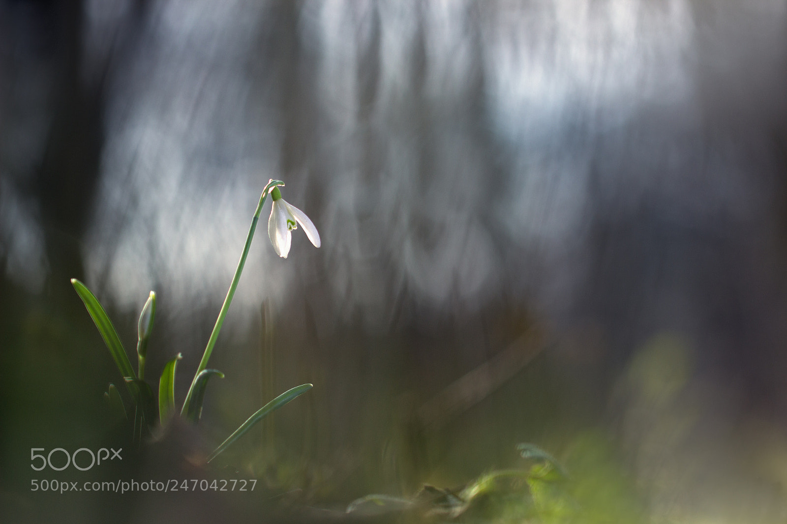 Canon EOS 600D (Rebel EOS T3i / EOS Kiss X5) sample photo. Perce-neige photography