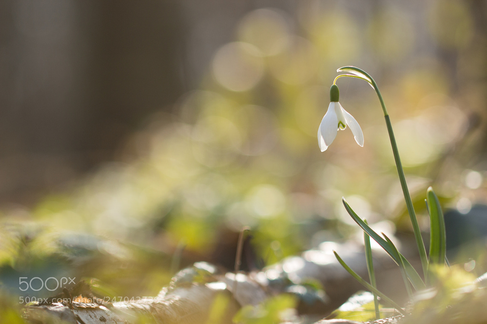 Canon EOS 600D (Rebel EOS T3i / EOS Kiss X5) sample photo. Perce-neige photography