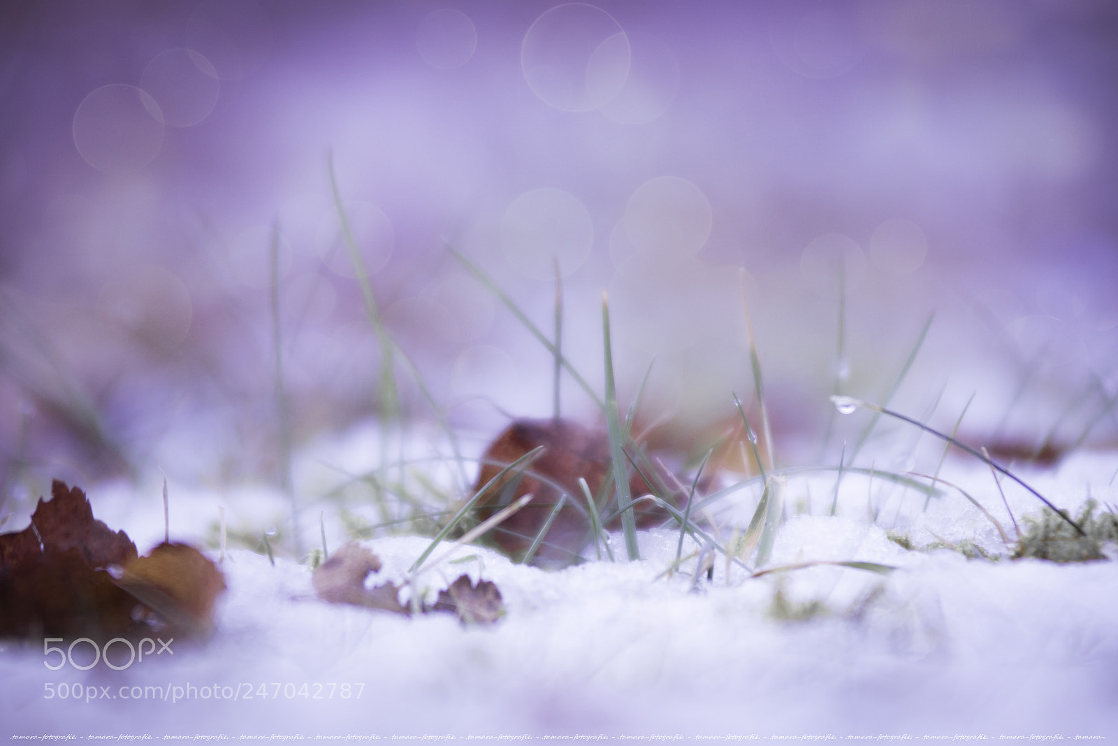 Sony ILCA-77M2 sample photo. S n o w photography