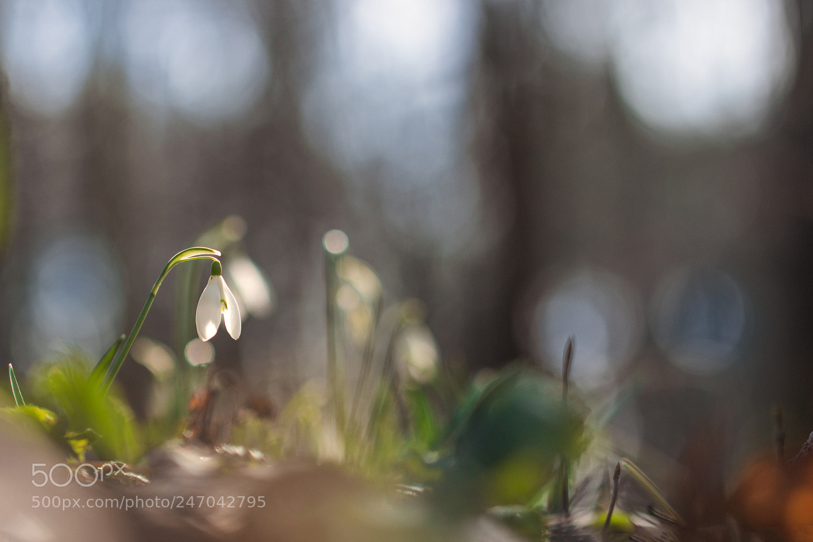 Canon EOS 600D (Rebel EOS T3i / EOS Kiss X5) sample photo. Perce-neige photography