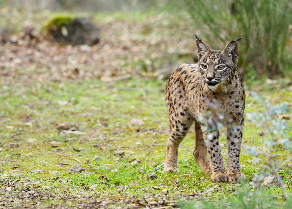 Olympus OM-D E-M1 Mark II sample photo. Lince iberico photography