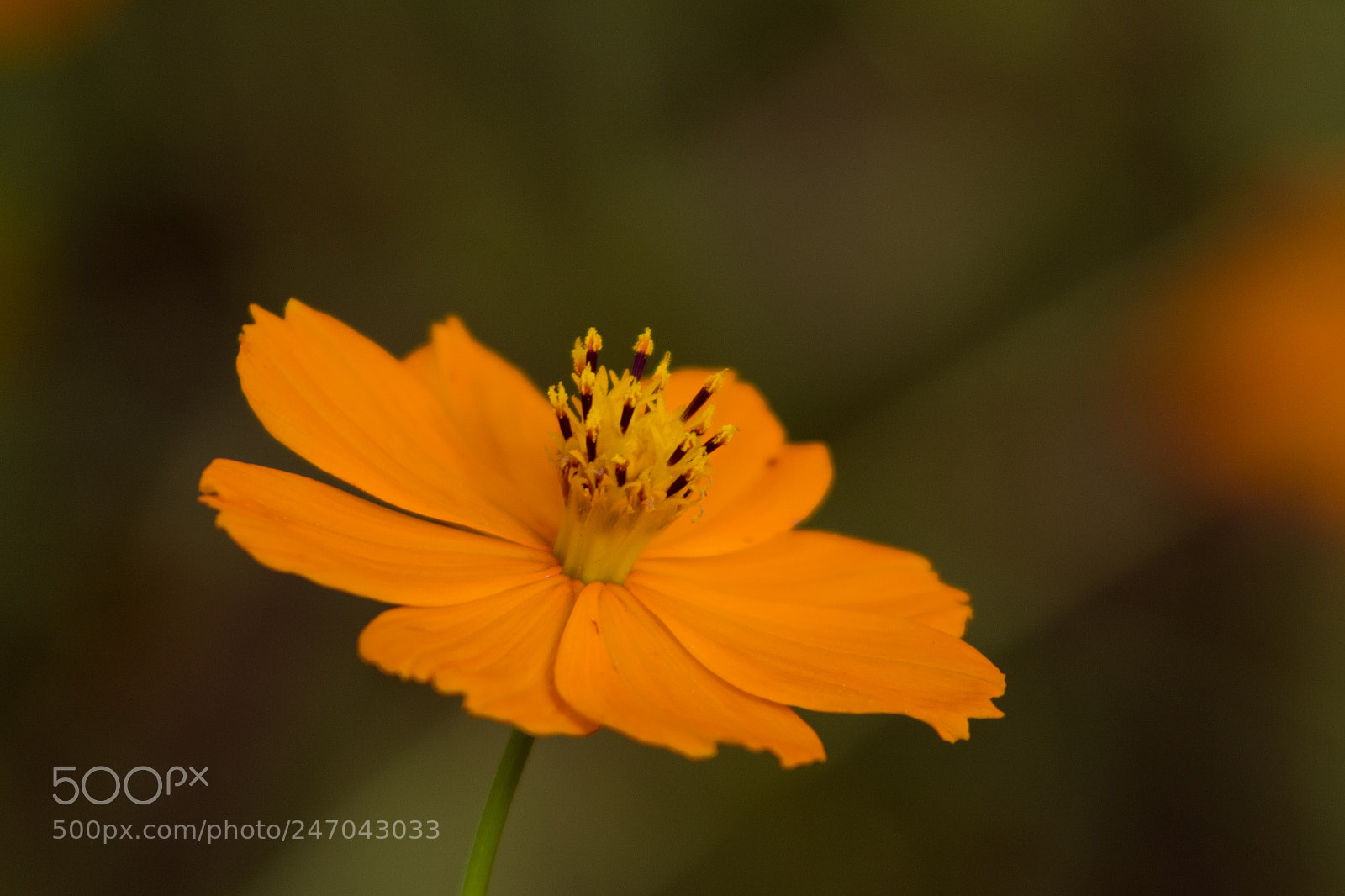 Canon EOS 1300D (EOS Rebel T6 / EOS Kiss X80) sample photo. Flor a tarde photography
