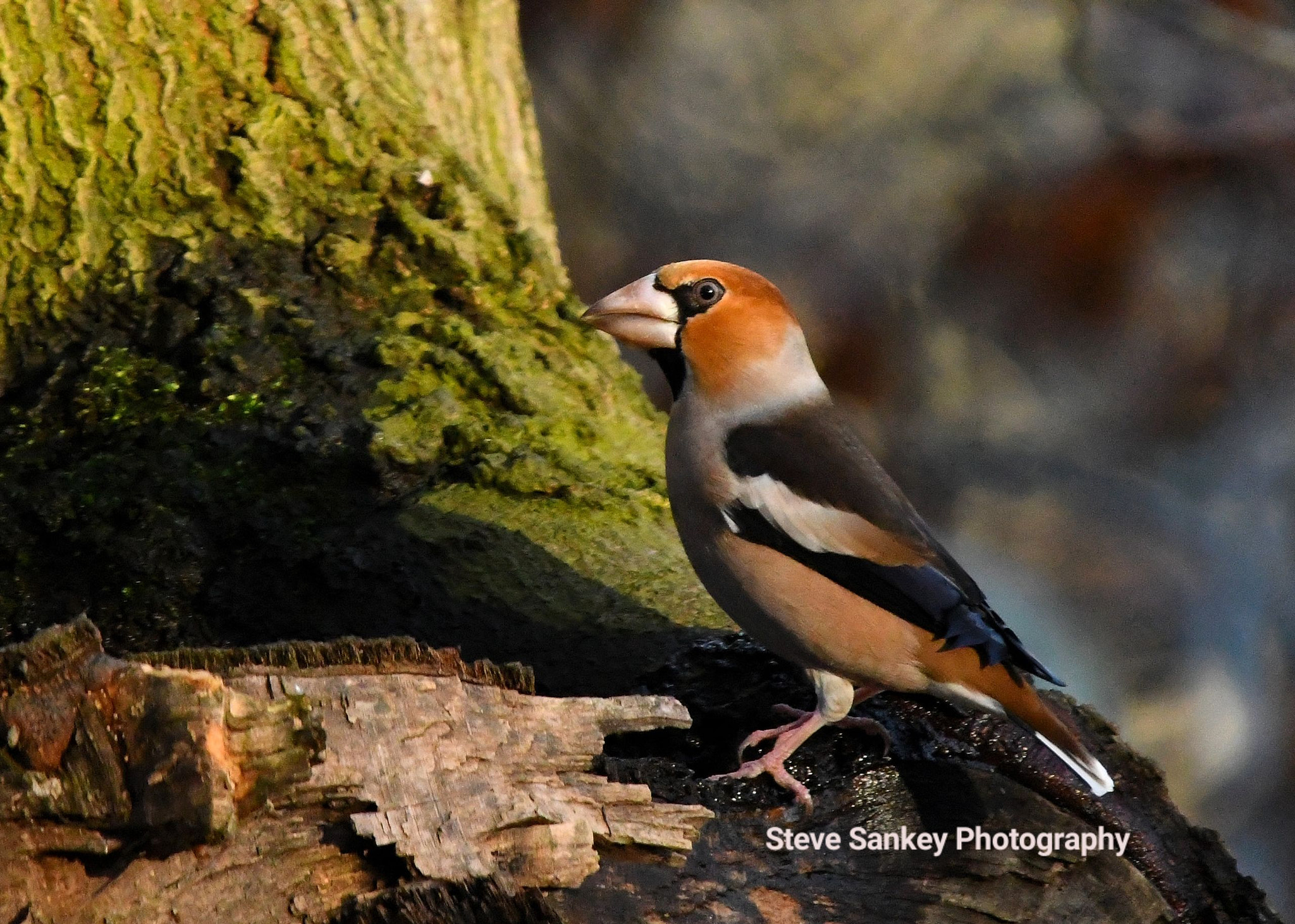 Nikon D500 + Sigma 150-600mm F5-6.3 DG OS HSM | C sample photo. Hawfinch photography