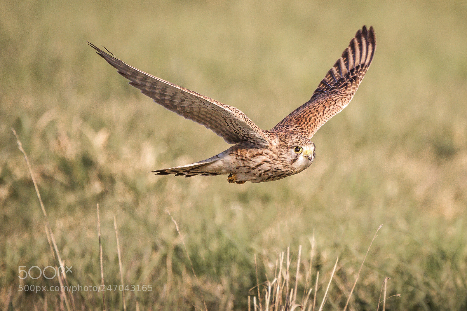 Canon EOS 7D sample photo. • common kestrel in flight • photography