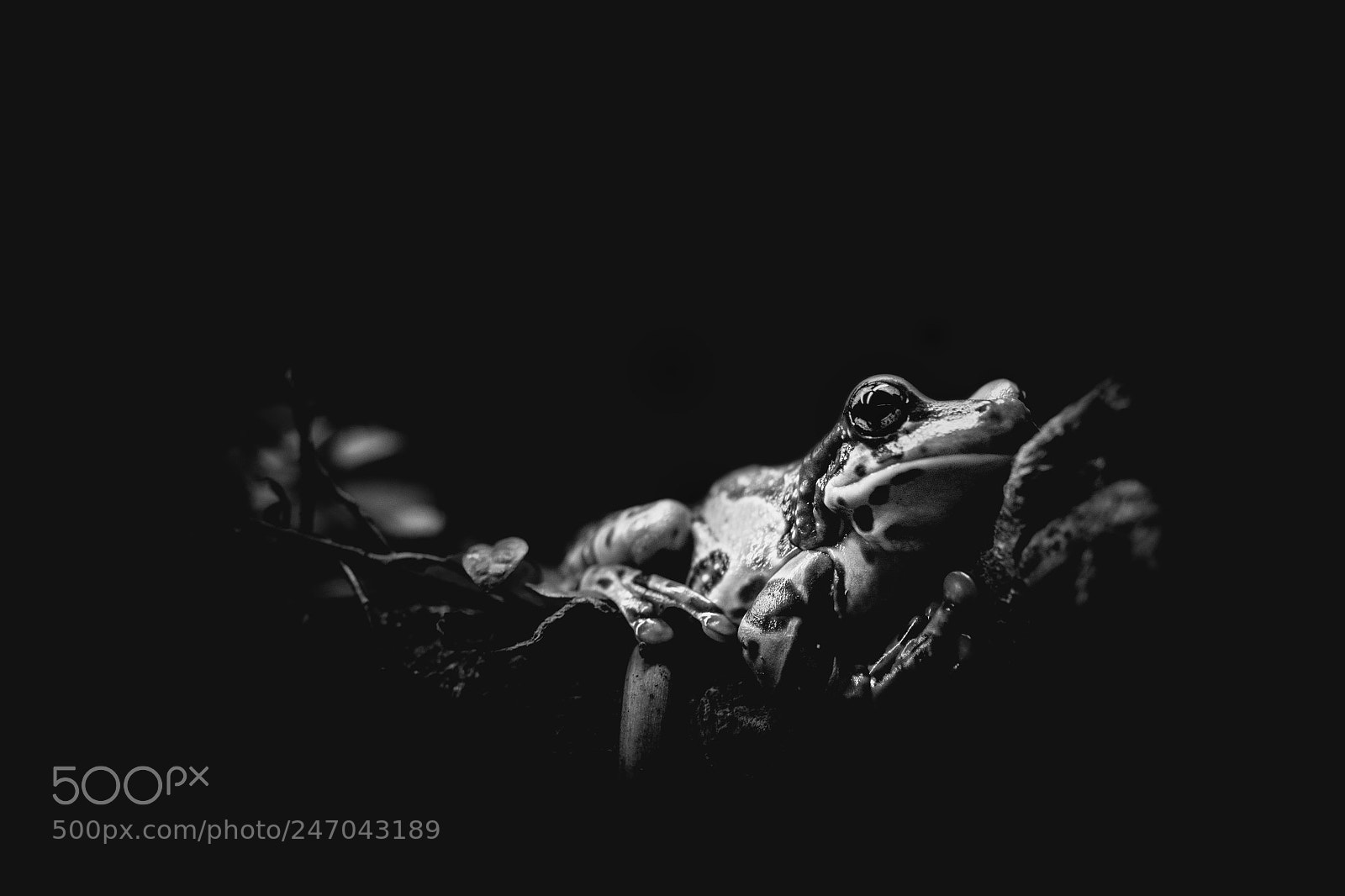 Nikon D5200 sample photo. Grenouille photography